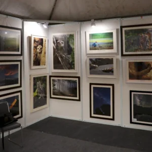 festival of art (13)